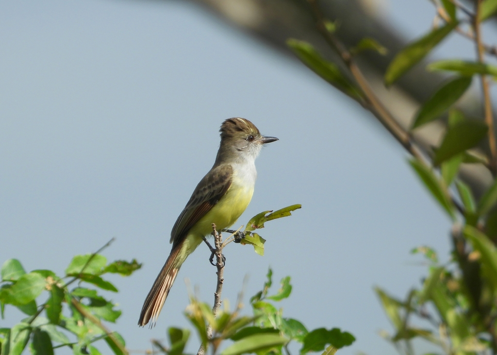 Salvadoran Flycatcher (Myiarchus flavidior) photo