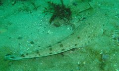 Platycephalus caeruleopunctatus