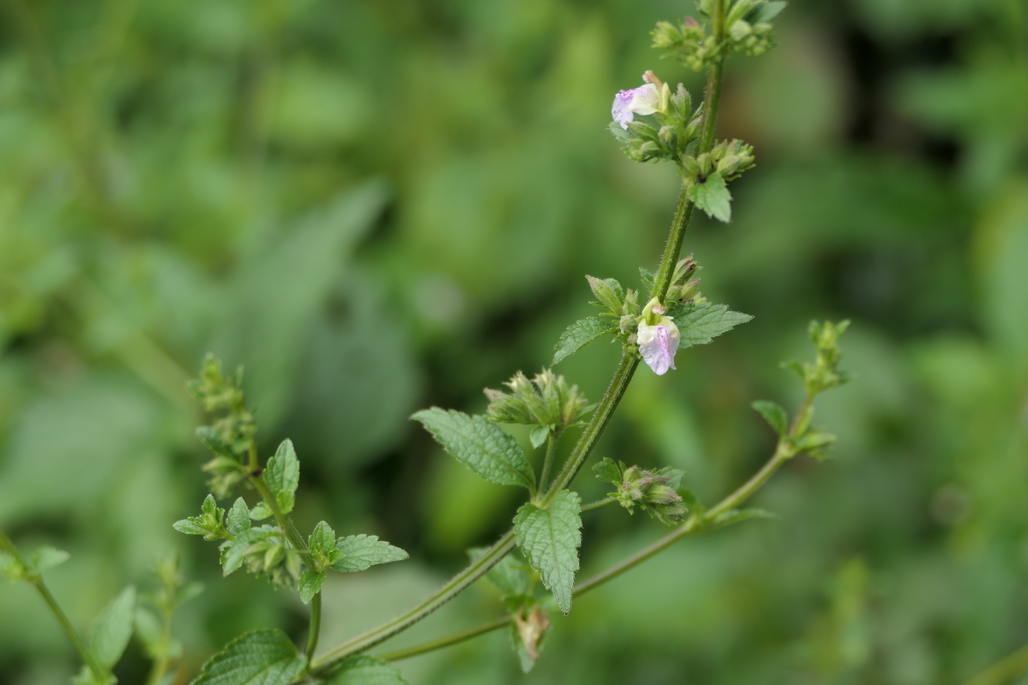 Anisomeles heyneana
