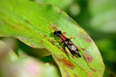 Cranistus colliurides