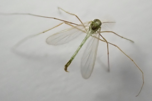 Micropsectra roseiventris