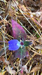 Cynarospermum asperrimum