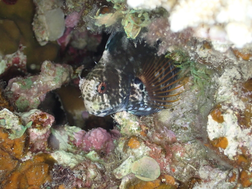 Black blenny (Atrosalarias fuscus) — Blenniidae