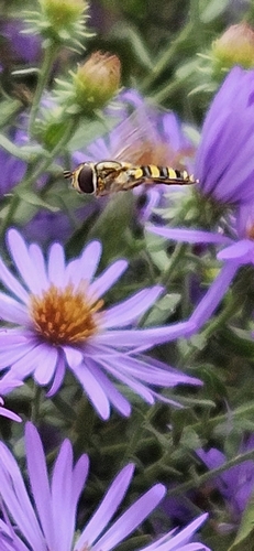 Unknown species found near Marietta, GA 30062, USA