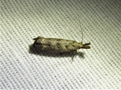 Dichomeris inversella