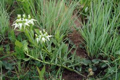 Asclepias eminens