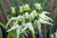 Asclepias eminens