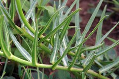 Asclepias eminens