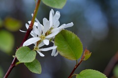 Amelanchier cusickii