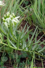Asclepias eminens