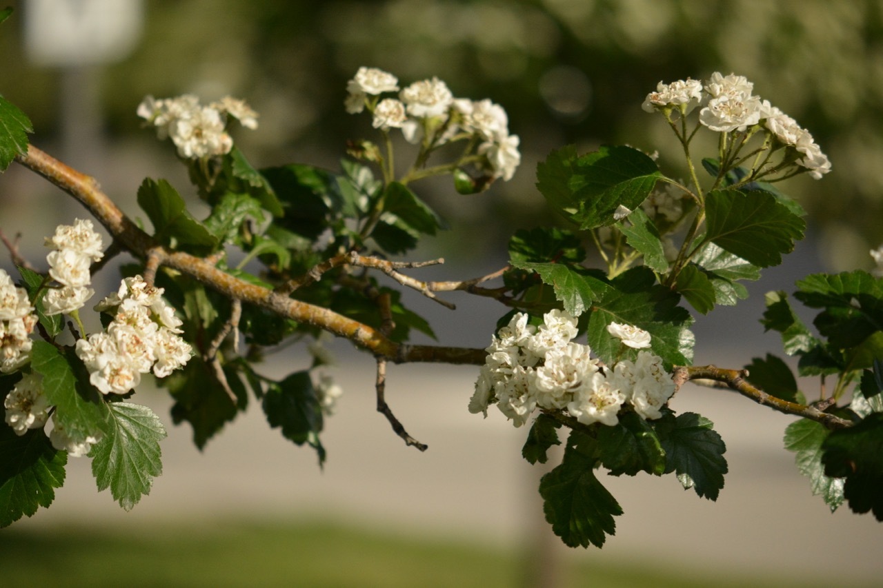 Crataegus X mordenensis