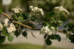 Crataegus × mordenensis