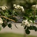 Crataegus × mordenensis - Photo (c) FreckLes, some rights reserved (CC BY-NC), uploaded by FreckLes
