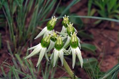Asclepias eminens