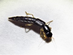 Pinophilus
