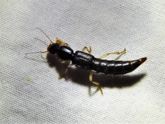 Pinophilus