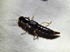 Pinophilus