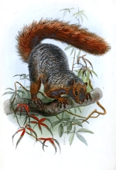 Red Bush Squirrel photo 2