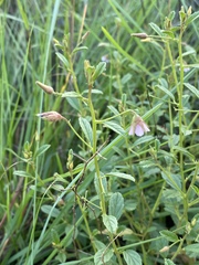 Hermannia boraginiflora