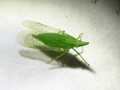 Rhynchomitra microrhina