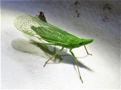 Rhynchomitra microrhina