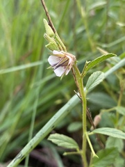 Hermannia boraginiflora