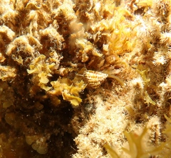 Prothalotia pulcherrima