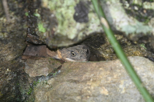 Flathead Knob-scaled Lizard, Xenosaurus platyceps