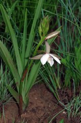 Eulophia ovalis
