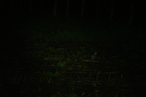 Sylvilagus gabbi truei
