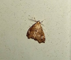 Scybalistodes periculosalis