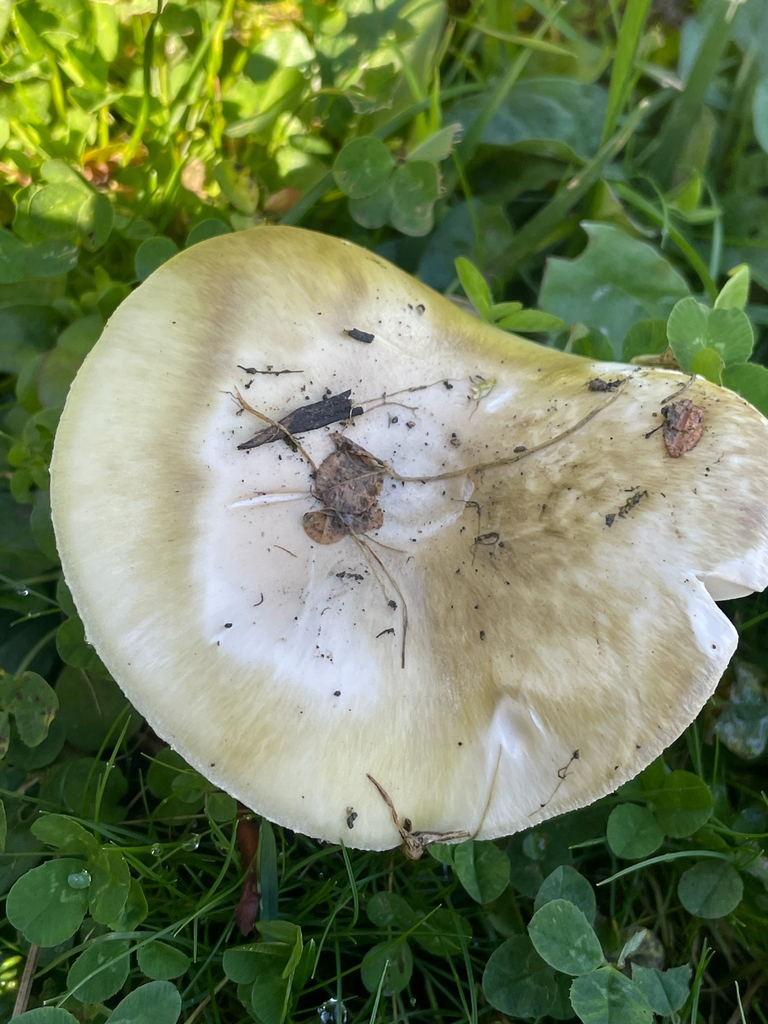 Amanita phalloides · November 2025 · photo: © chrisalises (iNaturalist, cc-by)