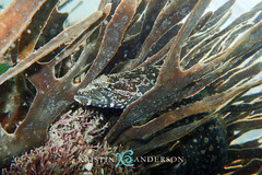 Congrogadus subducens