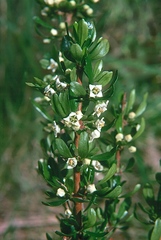 Discaria nitida