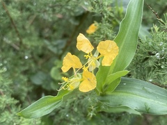 Commelina africana barberae