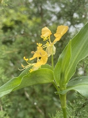 Commelina africana barberae