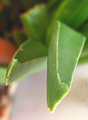 Acrodon bellidiflorus