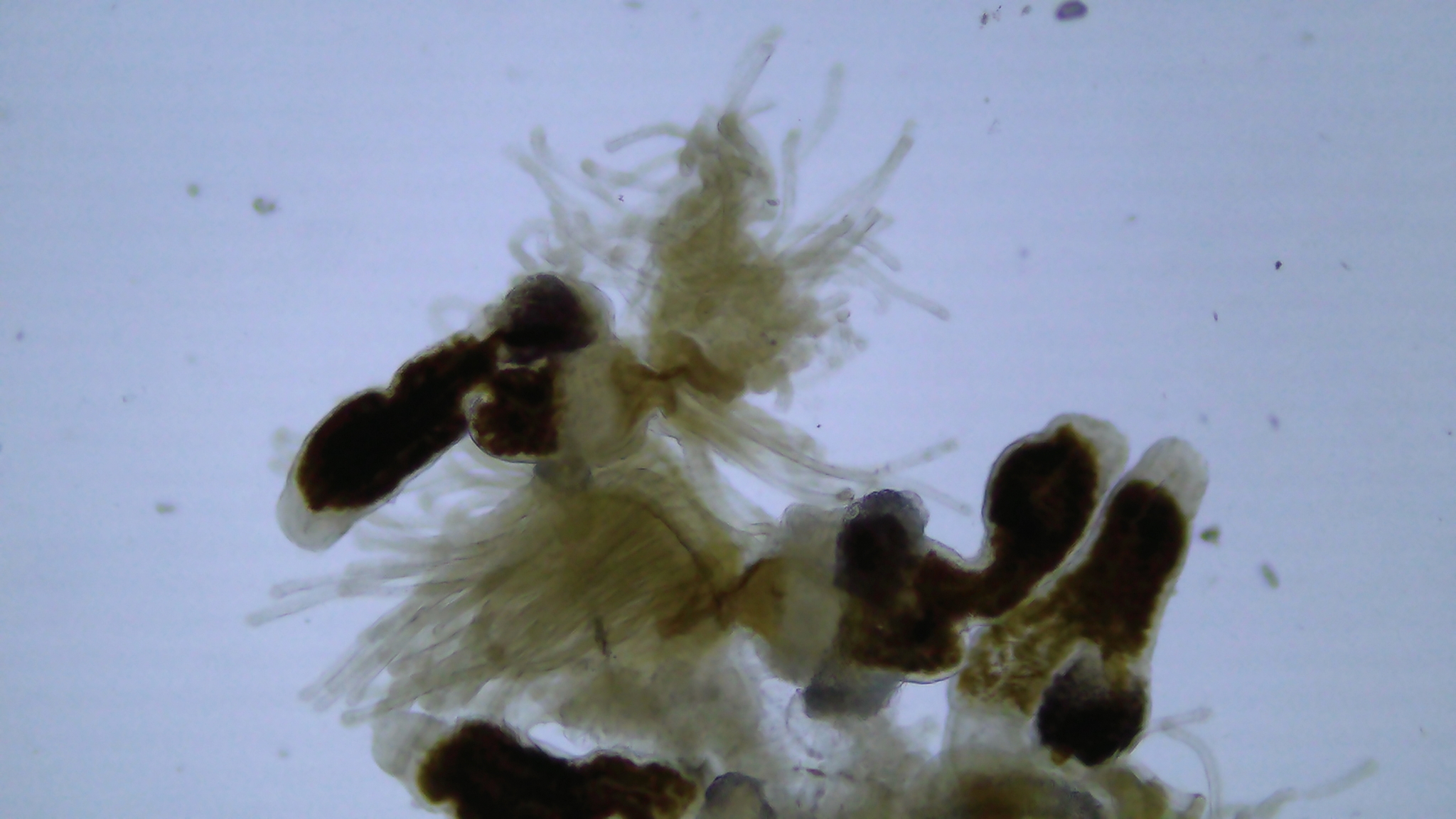Cristatella mucedo Cuvier, 1798