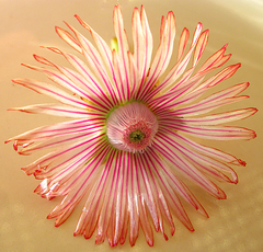 Acrodon bellidiflorus