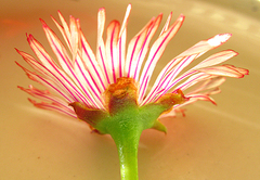 Acrodon bellidiflorus
