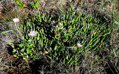 Acrodon bellidiflorus