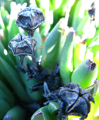 Acrodon bellidiflorus