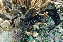 Congrogadus subducens