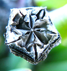 Acrodon bellidiflorus