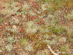 Festuca indigesta