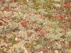 Festuca indigesta