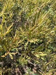 Euclea linearis