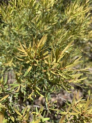 Euclea linearis