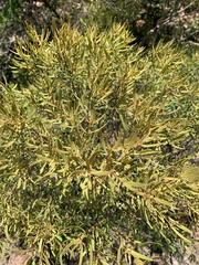 Euclea linearis