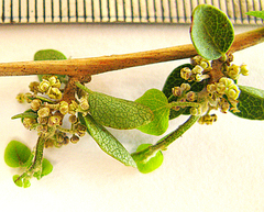 Cynanchum obtusifolium